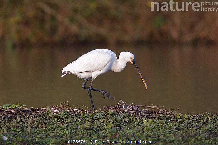 Stock Photo Of White Spoonbill Platalea Leucorodia Walking Along