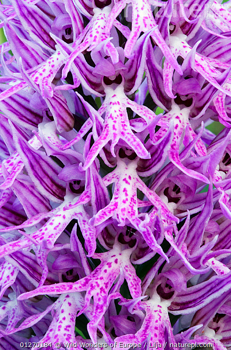 Stock Photo Of Naked Man Orchid Orchis Italica Flowers Spili Crete