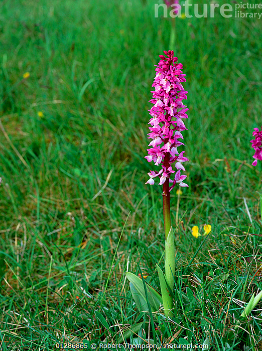 Stock Photo Of Early Purple Orchid Orchis Mascula In Flower Lough