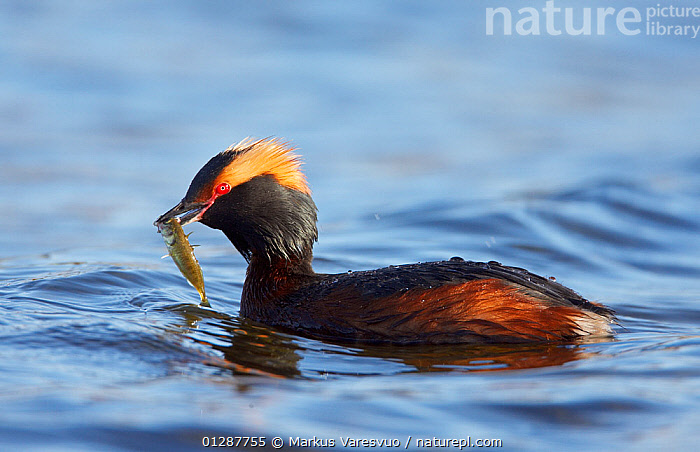 Stock Photo Of Slavonian Horned Grebe Podiceps Auritus On Water