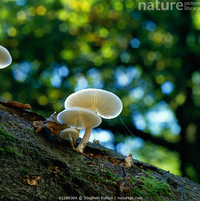 Stock Photo Of Porcelain Fungus Oudemansiella Mucida Growing On