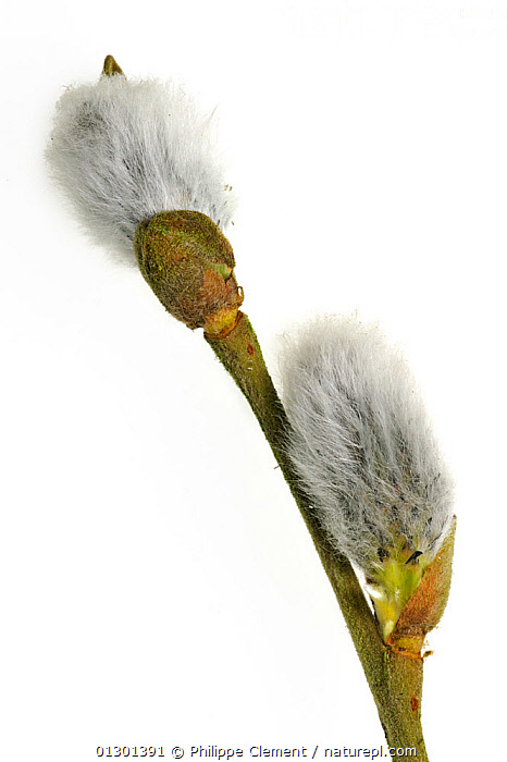 Stock Photo Of Goat Pussy Willow Great Sallow Branch Salix Caprea