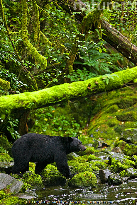 Stock Photo Of Black Bear Ursus Americanus Hunting Spawning Salmon