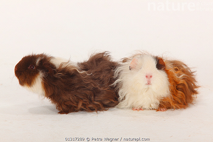 Stock Photo Of Two Texel Guinea Pigs Choco White And Choco Red White