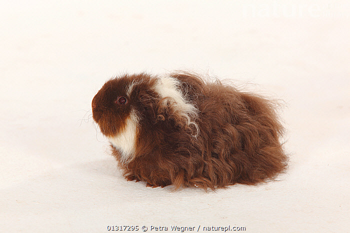 Stock Photo Of Texel Guinea Pig Choco White Long Haired Available