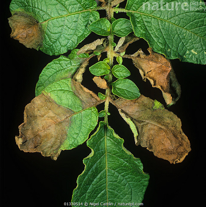 Stock Photo Of Potato Late Blight Phytophthora Infestans Necrotic