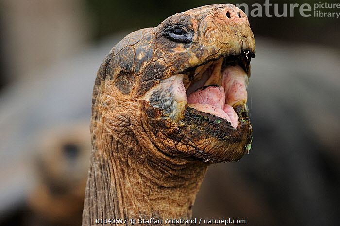 Stock Photo Of Galapagos Giant Tortoise Chelonoidis Nigra Yawning