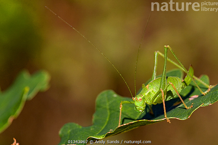 Stock Photo Of Speckled Bush Cricket Leptophyes Punctatissima Female