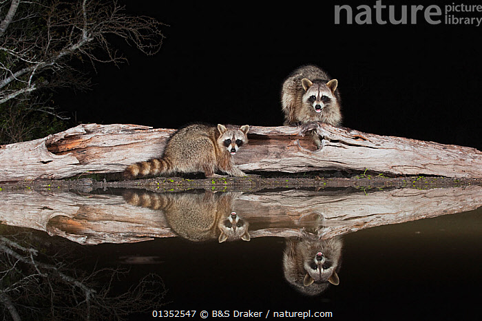 Stock Photo Of Northern Raccoon Procyon Lotor Adults At Night On Log