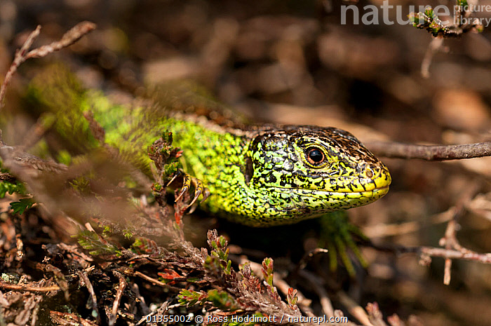 Stock Photo Of Sand Lizard Lacerta Agilis Male Portrait Studland