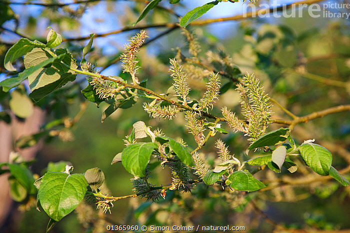 Stock Photo Of Pussy Willow Salix Caprea With Female Catkins In