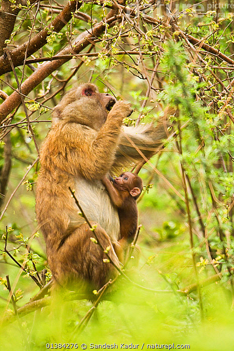 Stock Photo Of Arunachal Macaque Macaca Munzala Female Feeding On