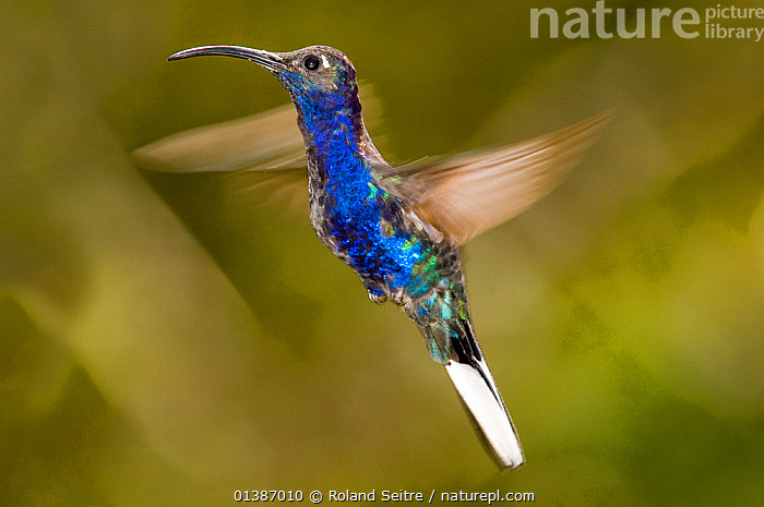 Stock Photo Of Violet Sabrewing Hummingbird Campylopterus Hemileucurus