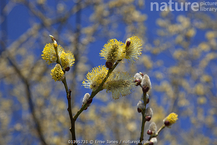 Stock Photo Of Goat Pussy Willow Salix Caprea Catkins Growing In