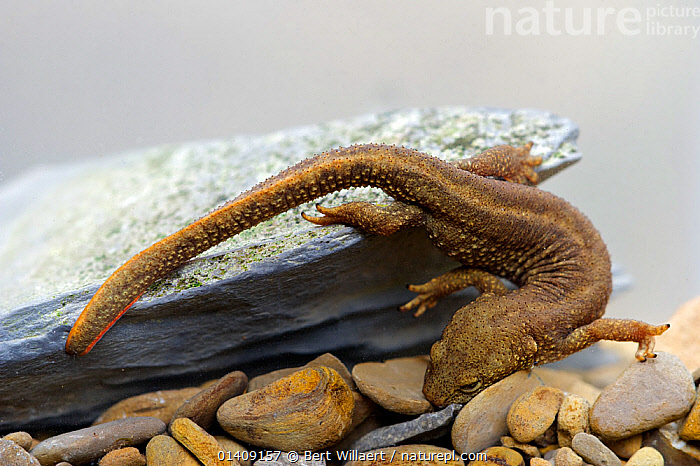 Stock Photo Of Pyrenean Brook Salamander Euproctus Calotriton Asper