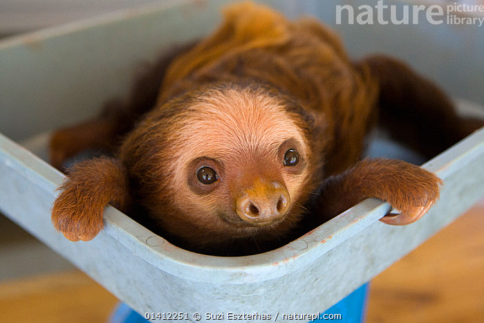 Stock Photo Of Hoffmann S Two Toed Sloth Choloepus Hoffmanni Orphan