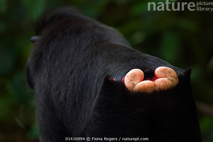 Stock Photo Of Celebes Black Crested Macaque Macaca Nigra Rear View