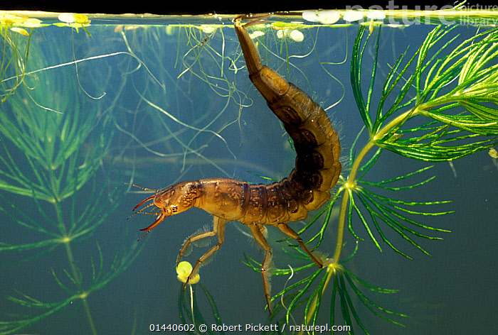 Stock Photo Of Great Diving Beetle Dytiscus Marginalis Larva