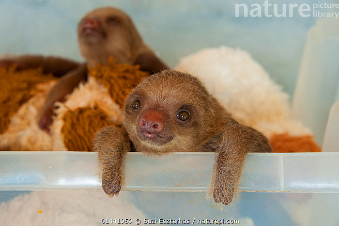 Stock Photo Of Hoffmann S Two Toed Sloth Choloepus Hoffmanni Orphaned