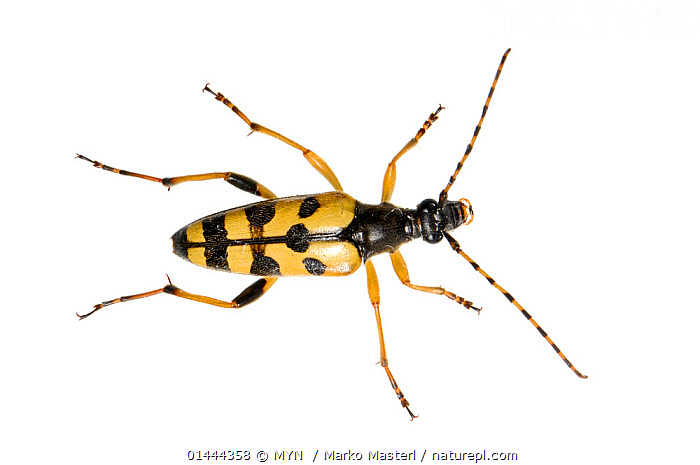 Stock Photo Of Spotted Longhorn Beetle Rutpela Maculata Slovenia