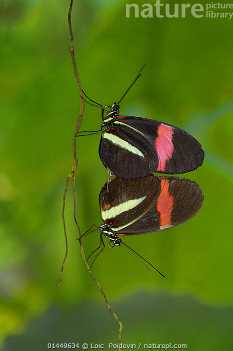 Stock Photo Of Two Postman Butterflies Heliconius Melpomene Mating