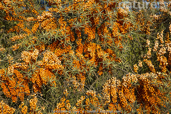 Stock Photo Of Sea Buckthorn Hippophae Eleagnus Rhamnoides With