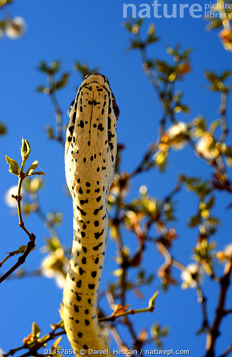 Stock Photo Of Desert Striped Whipsnake Masticophis Coluber Taeniata