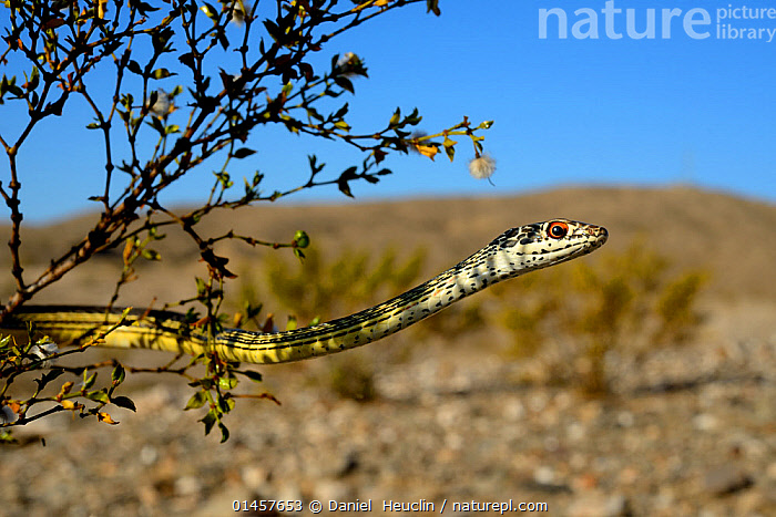 Stock Photo Of Desert Striped Whipsnake Masticophis Coluber Taeniata