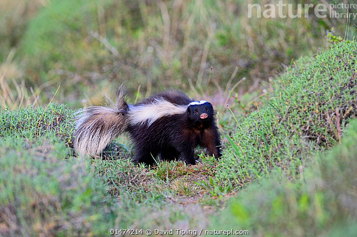 Stock Photo Of Humboldt S Hog Nosed Skunk Conepatus Humboldtii Torres