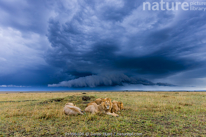 Stock Photo Of Group Of Male African Lions Panthera Leo Resting With