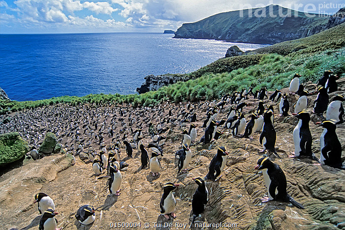 Stock Photo Of Erect Crested Penguins Eudyptes Sclateri Orde Lees