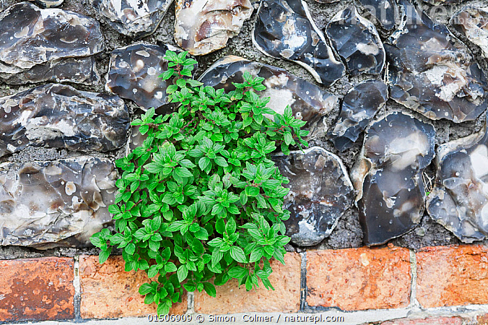 Stock Photo Of Pellitory Of The Wall Parietaria Officinalis Growing