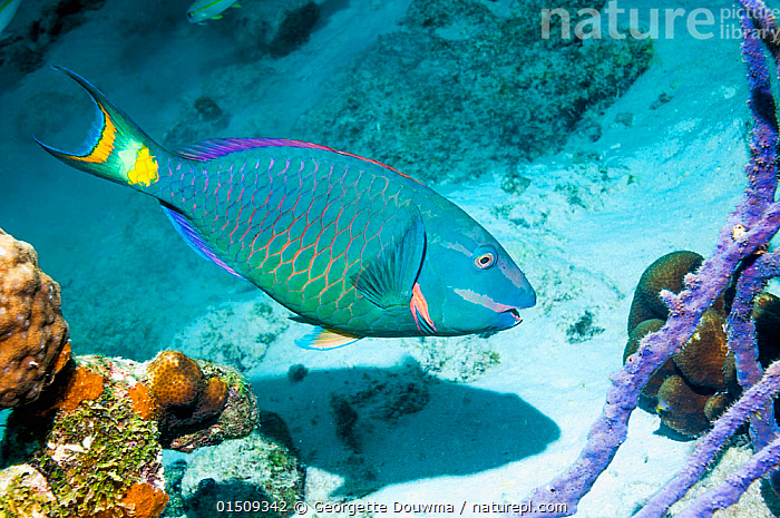 Stock Photo Of Stoplight Parrotfish Sparisoma Viride Terminal Phase