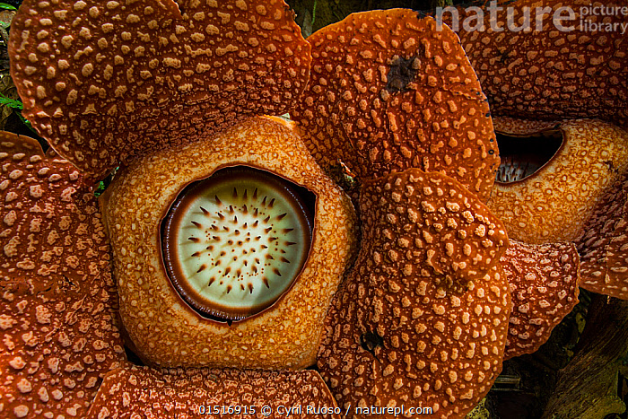 Stock Photo Of Rafflesia Rafflesia Arnoldii Bukit Barisan National