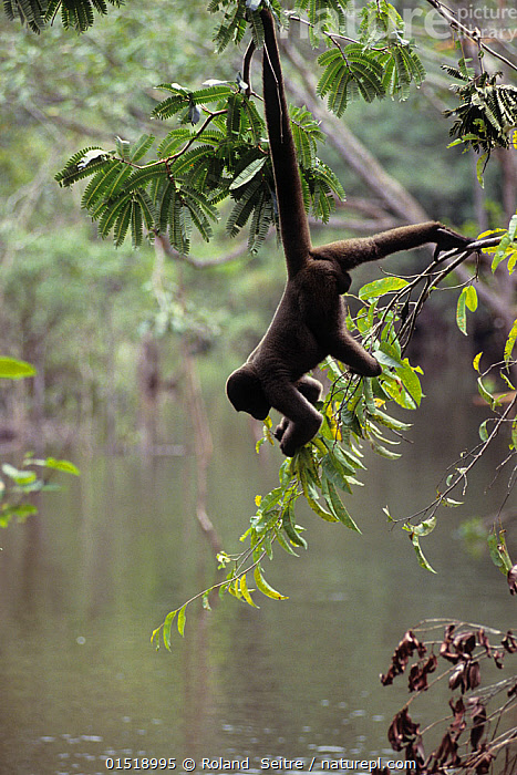 Stock Photo Of Common Woolly Monkey Lagothrix Lagothricha Hanging