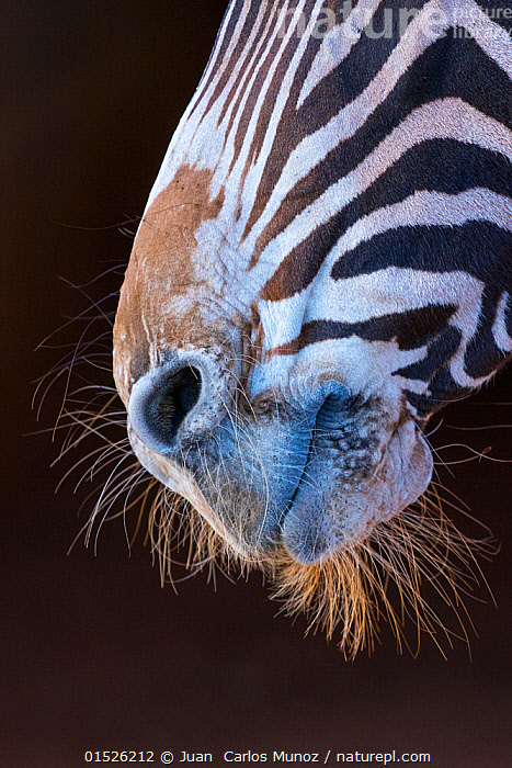 Stock Photo Of Grevy S Zebra Equus Grevyi Close Up Of Muzzle Captive