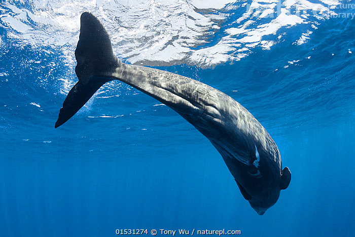 Stock Photo Of Sperm Whale Calf Physeter Macrocephalus At Surface