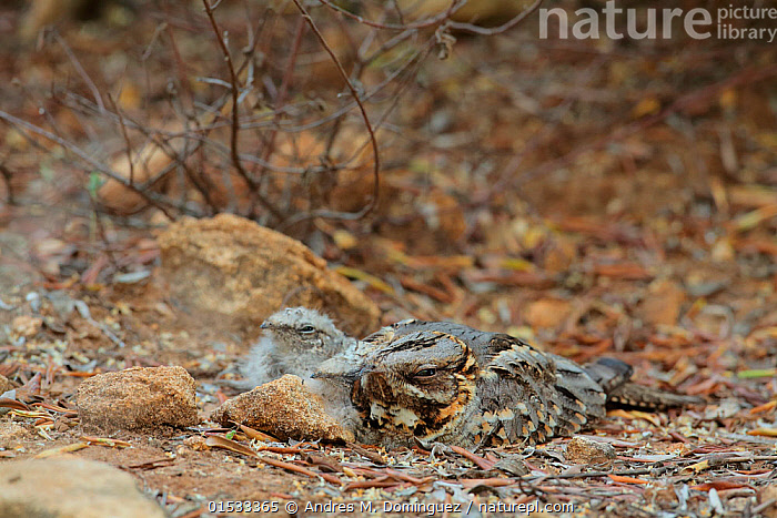 Stock Photo Of Red Necked Nightjar Caprimulgus Ruficollis With Chicks