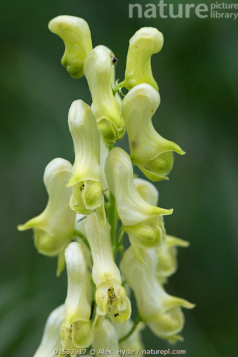 Stock Photo Of Monkshood Aconitum Napellus Nordtirol Austrian Alps