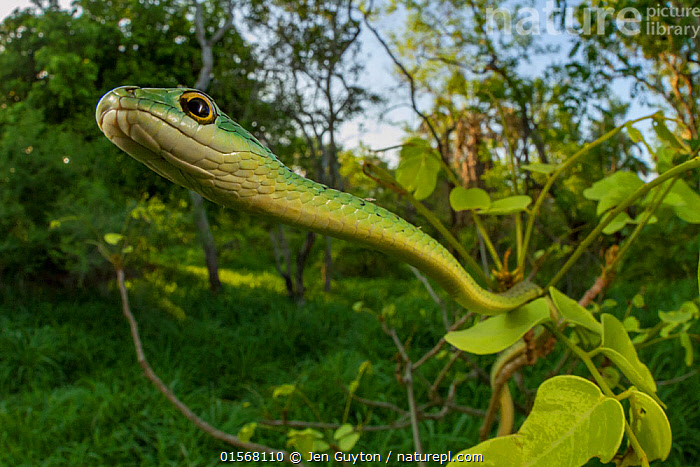 Stock Photo Of Spotted Bush Snake Philothamnus Semivariegatus Hanging