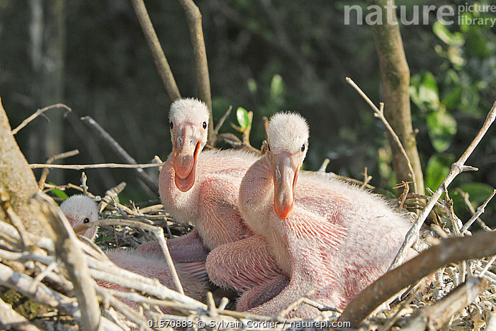 Stock Photo Of Roseate Spoonbill Ajaia Ajaja Nest With Chicks Coro