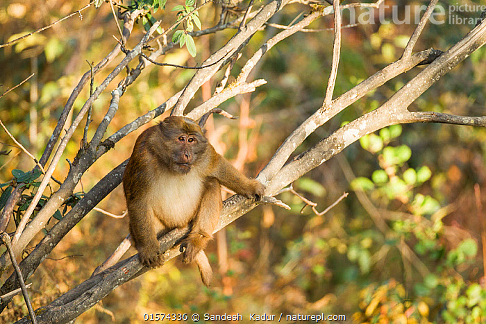 Stock Photo Of Arunachal Macaque Macaca Munzala Arunchal Pradesh