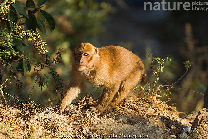 Stock Photo Of Arunachal Macaque Macaca Munzala Arunchal Pradesh