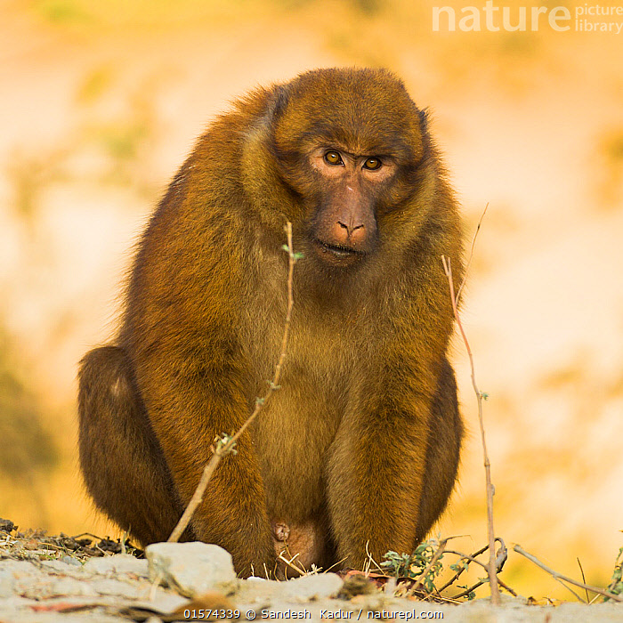 Stock Photo Of Arunachal Macaque Macaca Munzala Male Arunchal