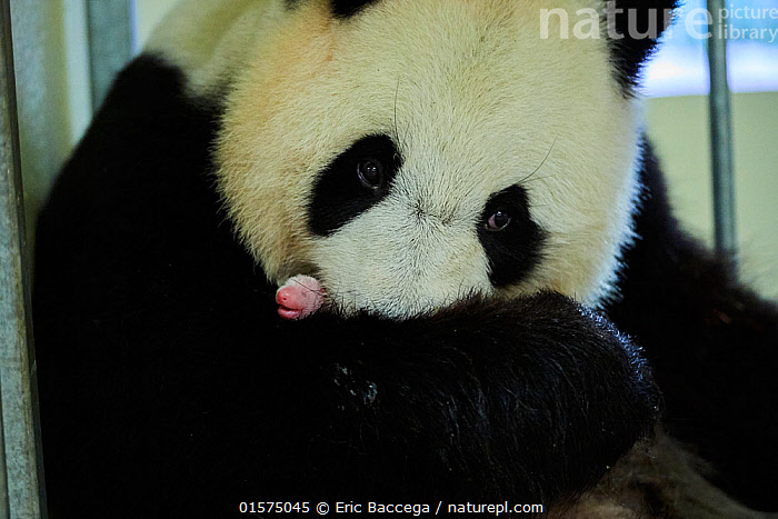 Stock Photo Of Giant Panda Ailuropoda Melanoleuca Female Huan Huan