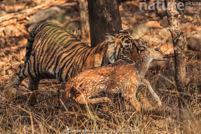 Stock Photo Of Bengal Tiger Panthera Tigris Tigress Noor Killing Fawn