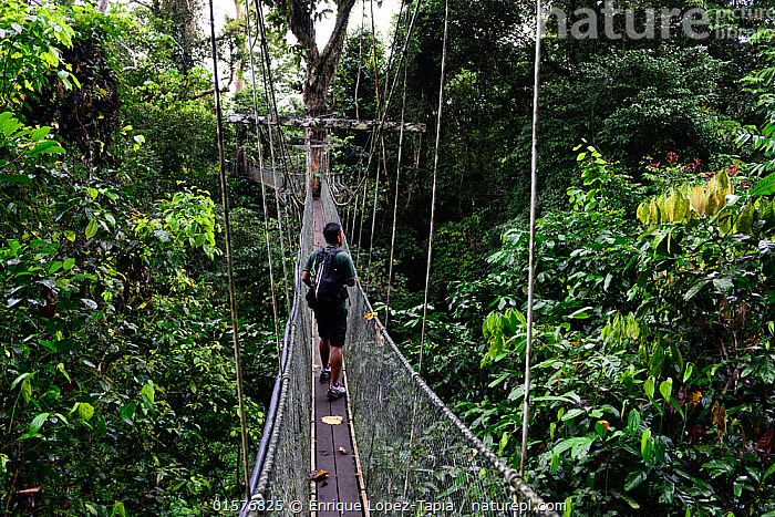 Stock Photo Of Man Walking Across The Mulu Skywalk The World S Longest