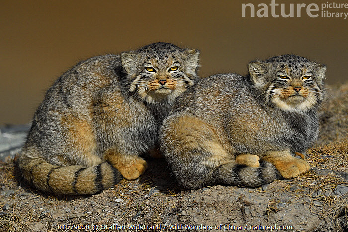 Stock Photo Of Pallas S Cat Otocolobus Manul Two Sitting Side By Side