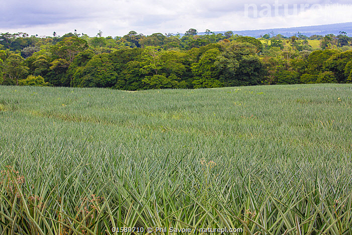 Stock Photo Of Pineapple Ananas Comosus Field Costa Rica Available