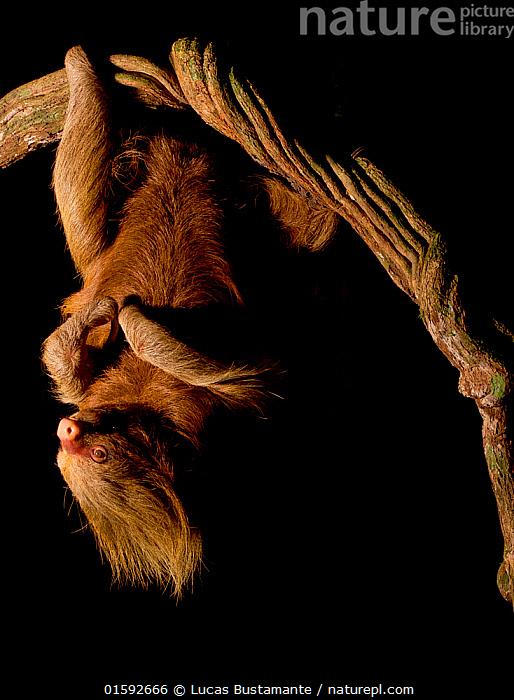 Stock Photo Of Hoffmann S Two Toed Sloth Choloepus Hoffmanni Hanging